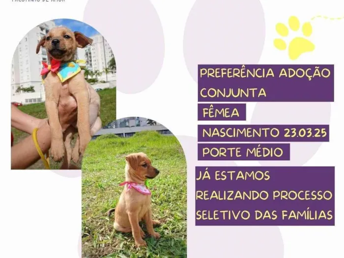 Cachorro ra a SRD-ViraLata idade 2 a 6 meses nome Bibica e Bella