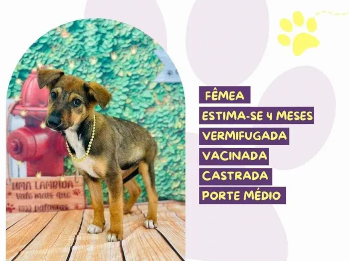 Cachorro ra a SRD-ViraLata idade 2 a 6 meses nome Julia