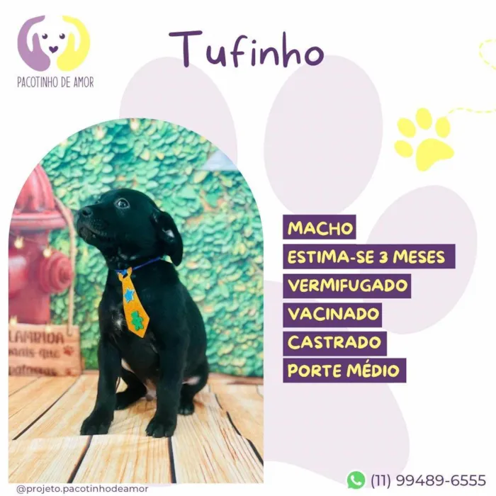 Cachorro ra a SRD-ViraLata idade 2 a 6 meses nome Tufinho 