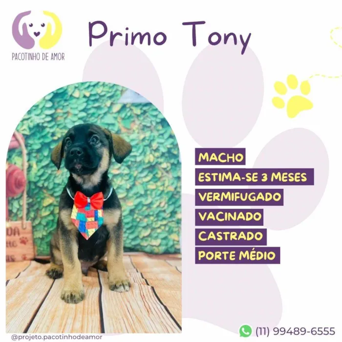 Cachorro ra a SRD-ViraLata idade 2 a 6 meses nome Primo Tony