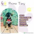 Primo Tony