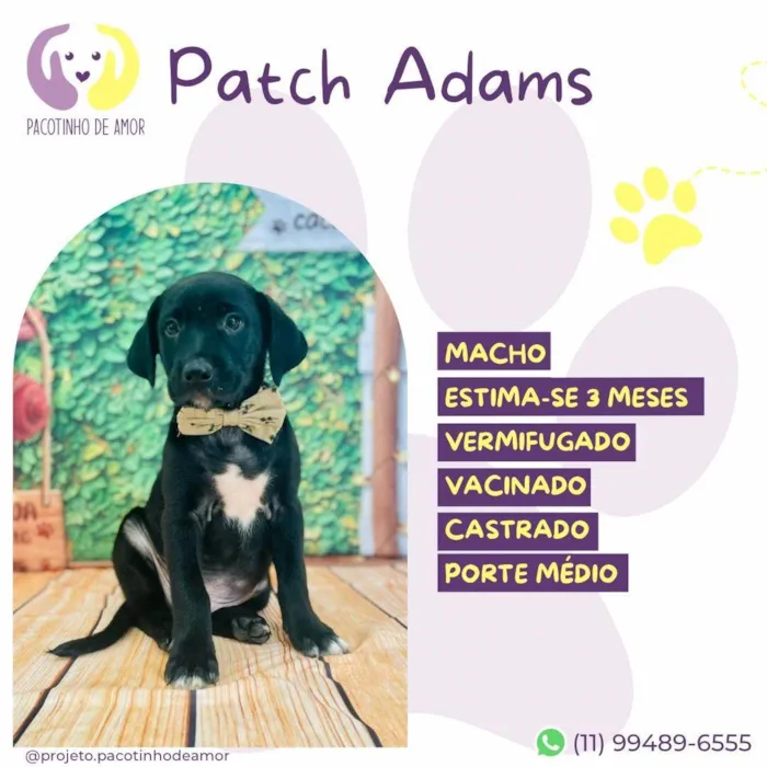 Cachorro ra a SRD-ViraLata idade 2 a 6 meses nome Patch Adams