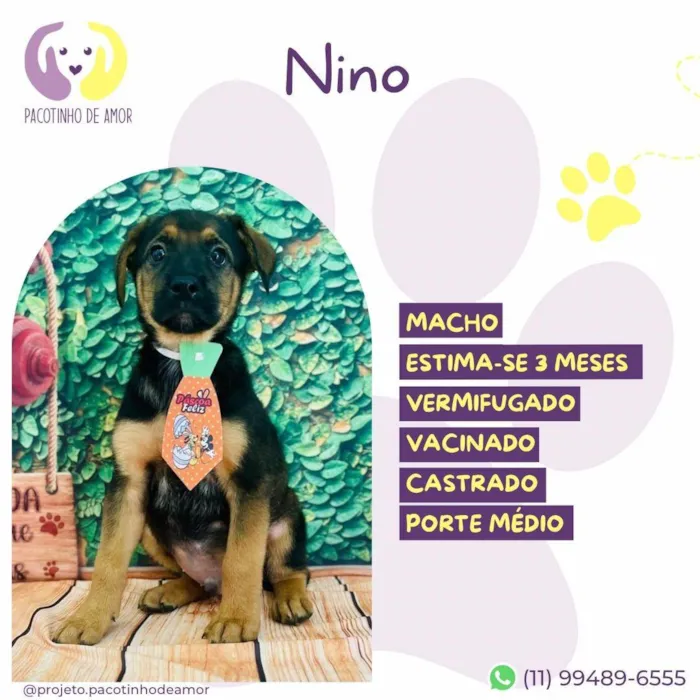 Cachorro ra a SRD-ViraLata idade 2 a 6 meses nome Nino