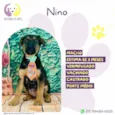 Nino