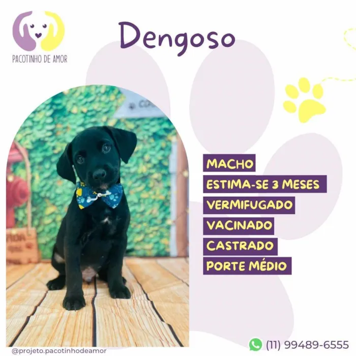 Cachorro ra a SRD-ViraLata idade 2 a 6 meses nome Dengoso