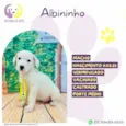 Albininho