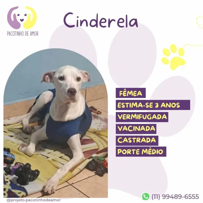 Cachorro ra a SRD-ViraLata idade 3 anos nome Cinderela