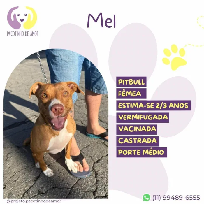 Cachorro ra a Pit-Bull idade 2 anos nome Mel :)
