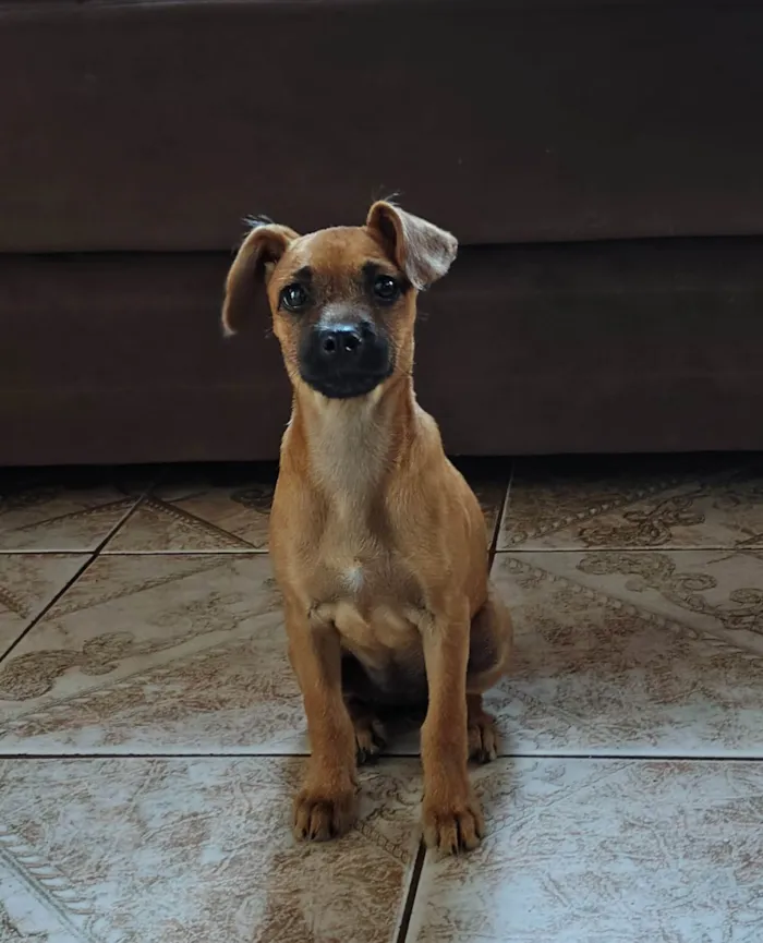 Cachorro ra a SRD-ViraLata idade 2 a 6 meses nome Mel