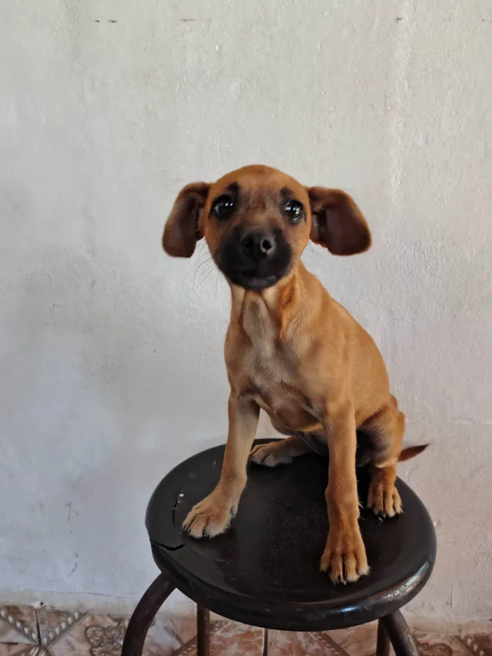 Cachorro ra a SRD-ViraLata idade 2 a 6 meses nome Mel