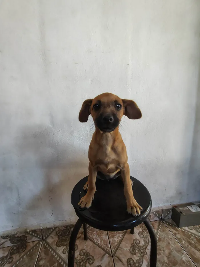 Cachorro ra a SRD-ViraLata idade 2 a 6 meses nome Mel