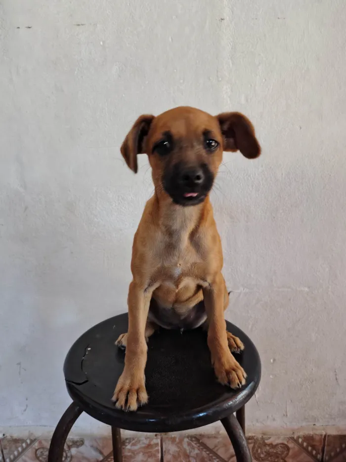 Cachorro ra a SRD-ViraLata idade 2 a 6 meses nome Mel