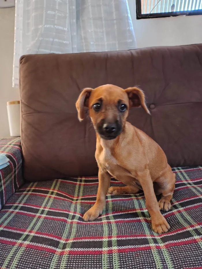 Cachorro ra a SRD-ViraLata idade 2 a 6 meses nome Mel