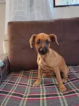 Mel