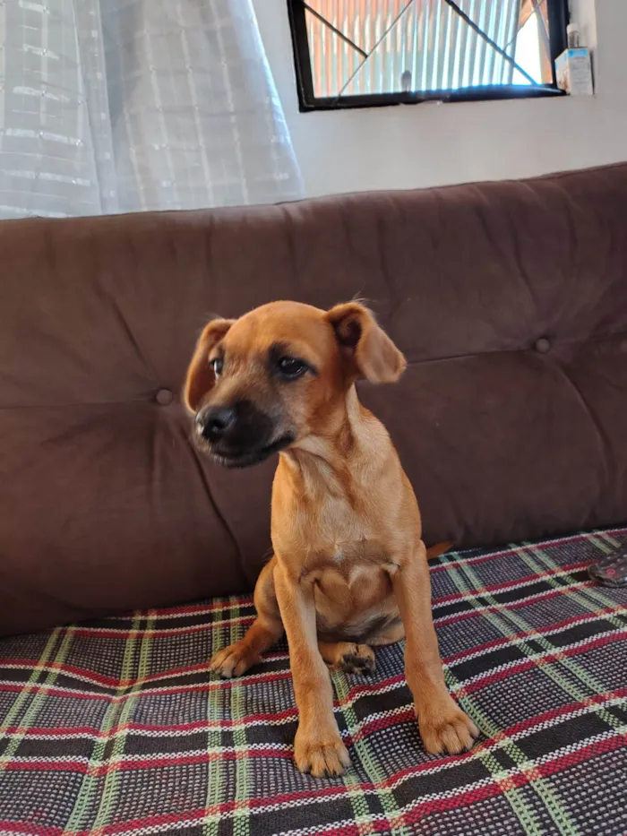 Cachorro ra a SRD-ViraLata idade 2 a 6 meses nome Mel