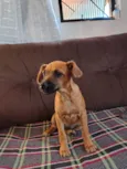 Mel
