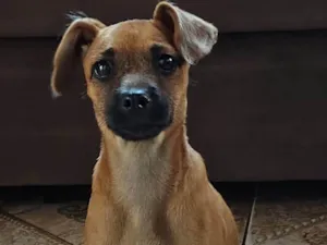 Cachorro raça SRD-ViraLata idade 2 a 6 meses nome Mel