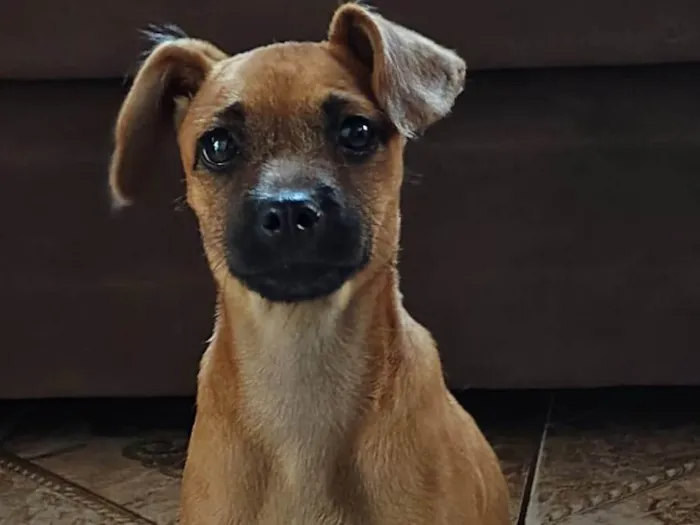 Cachorro ra a SRD-ViraLata idade 2 a 6 meses nome Mel