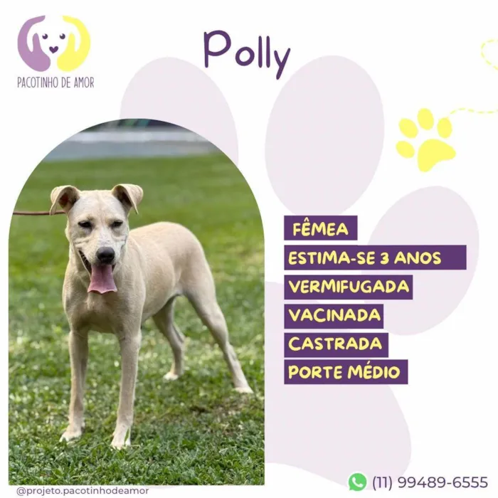 Cachorro ra a SRD-ViraLata idade 3 anos nome Polly