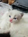 Gatinho