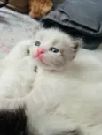 Gatinho