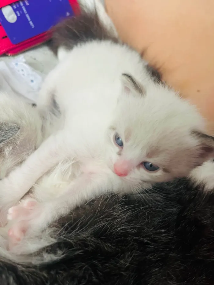 Gato ra a Siamês idade Abaixo de 2 meses nome Gatinho 