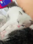 Gatinho