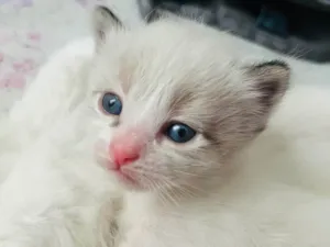 Gato raça Siamês idade Abaixo de 2 meses nome Gatinho 