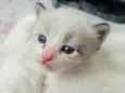 Gatinho
