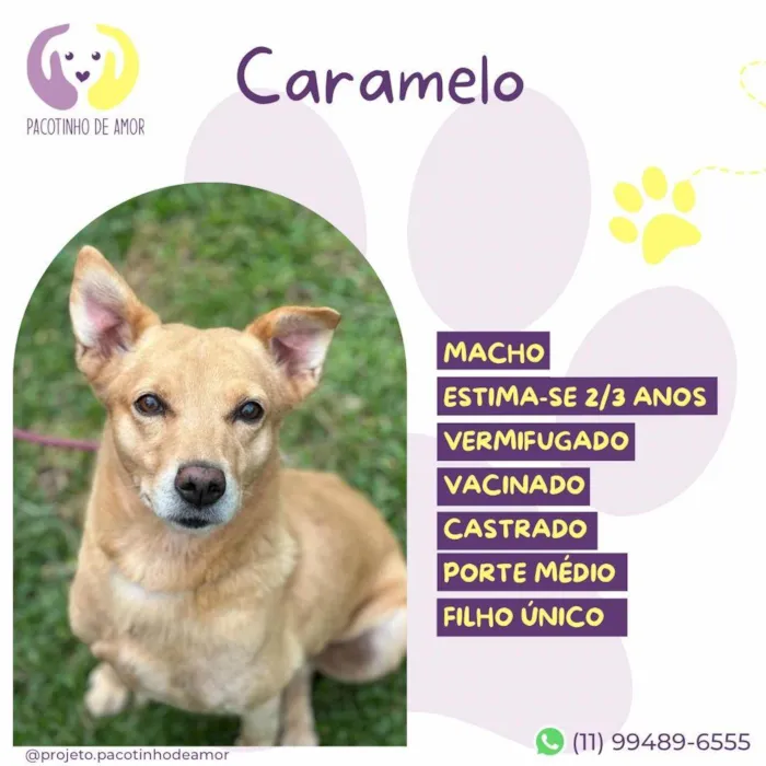 Cachorro ra a SRD-ViraLata idade 2 anos nome Caramelo