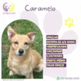 Caramelo