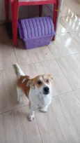 Cachorrinho