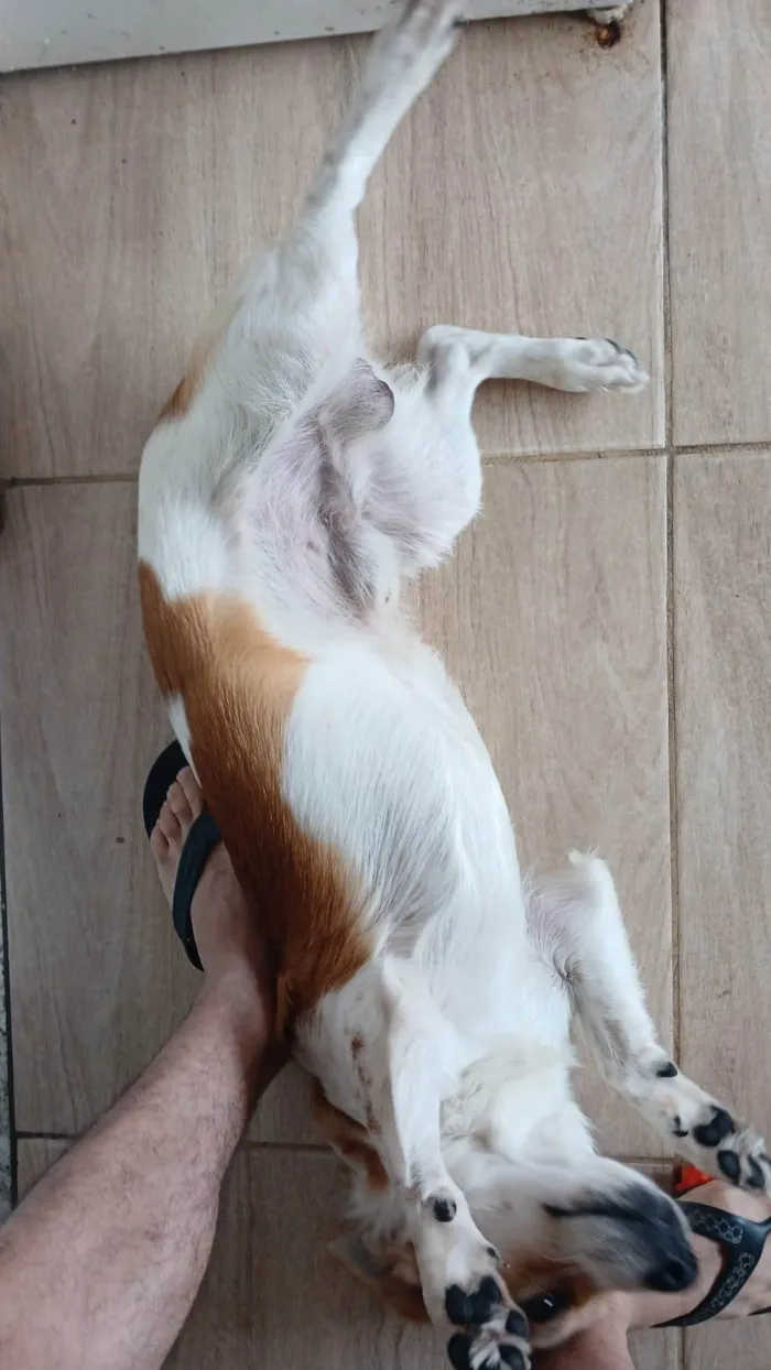 Cachorro ra a SRD-ViraLata idade 1 ano nome Cachorrinho 
