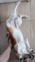 Cachorrinho