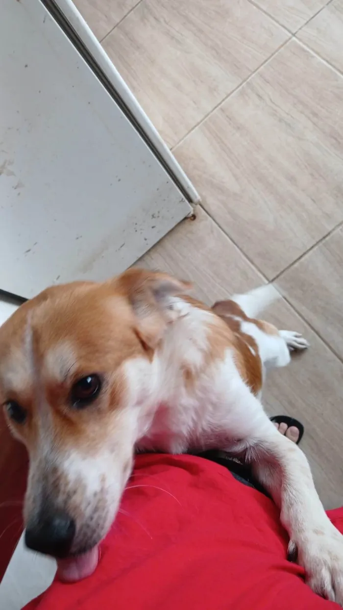 Cachorro ra a SRD-ViraLata idade 1 ano nome Cachorrinho 