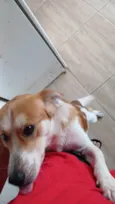 Cachorrinho