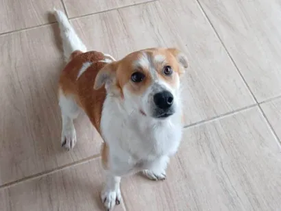 Cachorro raça SRD-ViraLata idade 1 ano nome Cachorrinho 