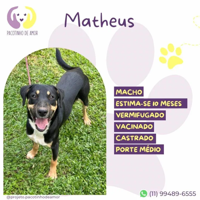 Cachorro ra a SRD-ViraLata idade 7 a 11 meses nome Matheus