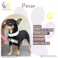 Peter