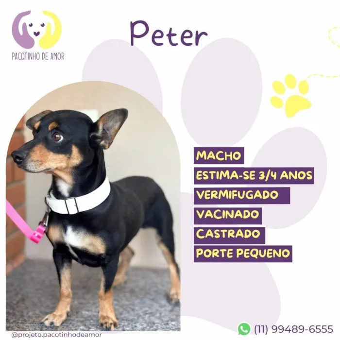Cachorro ra a SRD-ViraLata idade 3 anos nome Peter