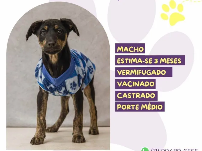Cachorro ra a SRD-ViraLata idade Abaixo de 2 meses nome Gabriel