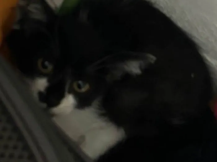Gato ra a SRD-ViraLata idade 2 a 6 meses nome João