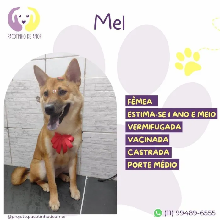 Cachorro ra a SRD-ViraLata idade 1 ano nome Mell