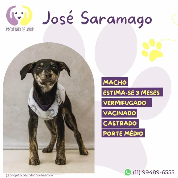 Cachorro ra a SRD-ViraLata idade 2 a 6 meses nome José Saramago