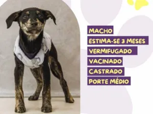 Cachorro raça SRD-ViraLata idade 2 a 6 meses nome José Saramago