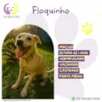 Floquinho