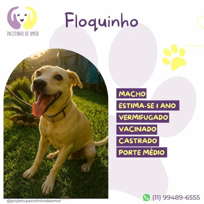 Cachorro ra a SRD-ViraLata idade 1 ano nome Floquinho