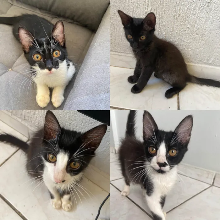 Gato ra a SRD-ViraLata idade 2 a 6 meses nome filhotes