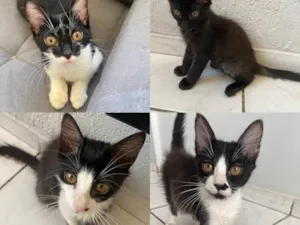 Gato raça SRD-ViraLata idade 2 a 6 meses nome filhotes