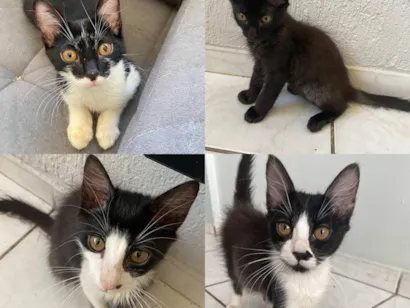 Gato raça SRD-ViraLata idade 2 a 6 meses nome filhotes